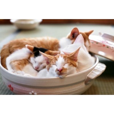 �L�̖���youtube����A���R�~�⃉���L���O����Ɍ��I�l�R�O�b�Y��]���A���r���[�ł̔�r�A�Љ�T�C�g